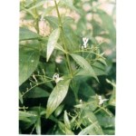 Андрографис метельчатый (Sambiloto индонезийский)- растение обладающее уникальными свойствами против Рака.