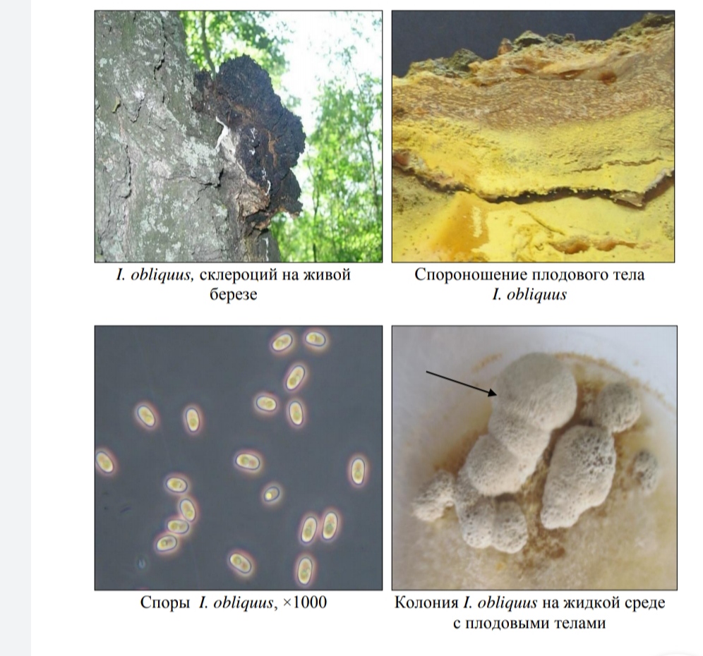 Подробное описание веществ находящихся в грибе Чага (на основе научной работы Тамары Владимировны Тепляковой)